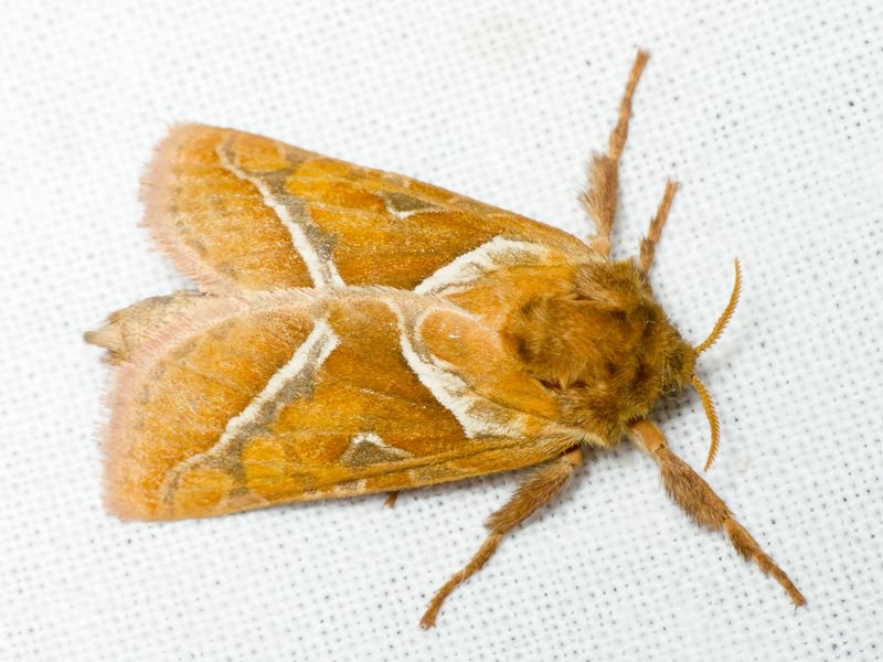 Triodia sylvina (Linnaeus, 1761)